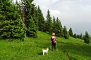 93 Bellissimi abeti dai rami fino a terra